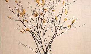 干支花买回来怎么养 怎么养干支花