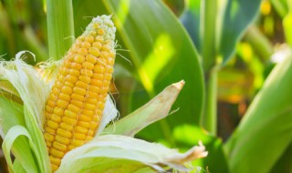 什么是蔬菜设施栽培 蔬菜设施栽培的解释