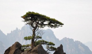 小松唐代王建古诗的意思 小松唐代王建古诗的意思介绍