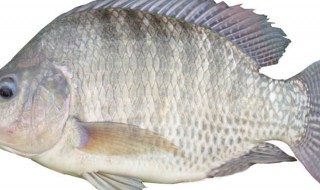 罗非鱼怎么清洗才能干净 罗非鱼是什么