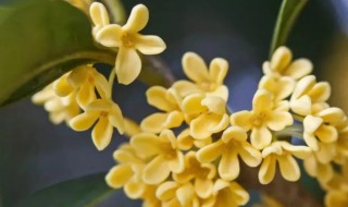 桂子飘香的意思 桂子飘香的含义