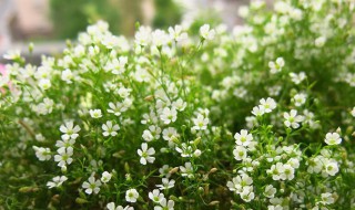 满天星鲜花能放多久 关于满天星鲜花的保存时间介绍