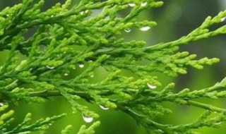 侧柏叶生发怎么用 侧柏叶生发的使用方法