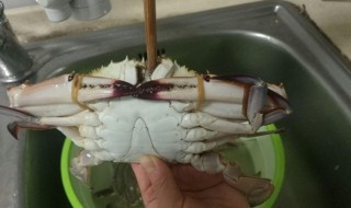 怎么挑选梭子蟹 挑选梭子蟹的方法