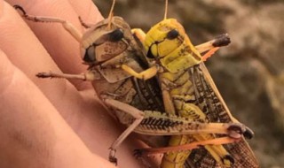 蚂蚱怎么养才不会死了 蚂蚱怎么养好