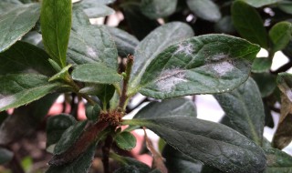 杜鹃为什么叶子枯了 杜鹃叶子枯了是怎么回事