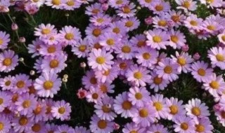 玛格丽特花是一年生还是多年生 玛格丽特花是一年生吗