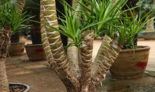 龙血树怎么浇水和注意事项 龙血树怎么浇水和注意事项介绍