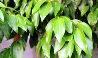 香叶树长什么样 香叶树的样子是怎么样的