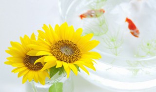 向阳花的寓意和花语 关于向阳花的寓意和花语介绍