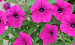 矮牵牛种子可以保存几年 矮牵牛种子存放时间