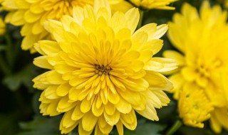 菊花寓意 菊花寓意是什么