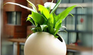 寓意好的植物 寓意好的植物有哪些