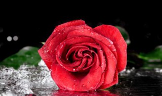 56朵玫瑰代表什么意思 56朵玫瑰代表寓意