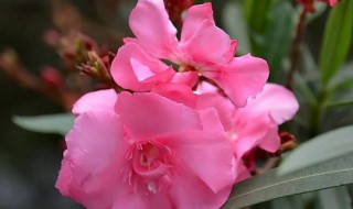 粉色的含义和象征 粉色的含义和象征是什么