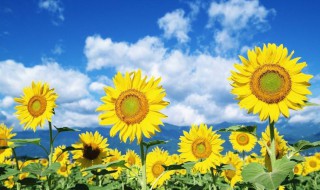 葵花寓意是什么意思 葵花的寓意介绍