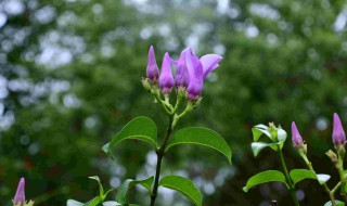 蓝桉的花语是什么意思 蓝桉的花语介绍