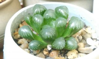 玉露花语是什么意思 玉露花语介绍