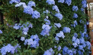 蓝雪花是多年生植物吗 蓝雪花是不是多年生植物