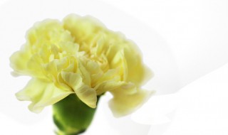 黄康乃馨代表什么意思 黄康乃馨有什么寓意