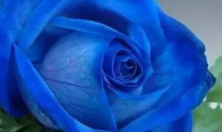 蓝玫瑰花语是什么意思 蓝玫瑰花语的介绍