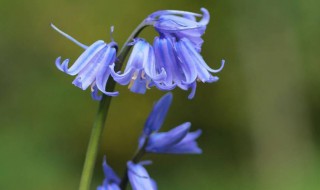 蓝铃花的花语及象征意义 蓝铃花的花语及象征意义是什么