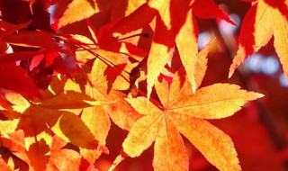 枫叶代表什么含义 枫叶代表什么含义呢