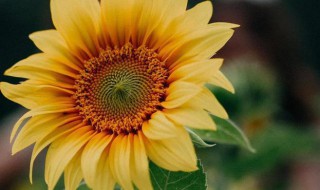 向日葵的花语是什么意思 向日葵的花语的意思