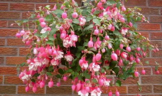 金钟花如何扦插 金钟花怎样扦插