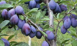 西梅怎么挑选 西梅是什么