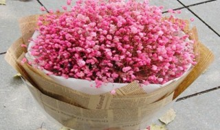 满天星鲜花怎么保存 如何保存满天星鲜花