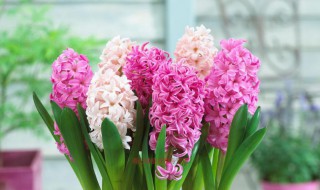 风信子放室内有毒吗 风信子放室内有没有毒