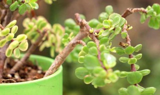 金枝玉叶寓意与花语 金枝玉叶寓意介绍