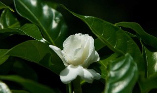 栀子花寓意什么意思 栀子花寓意介绍