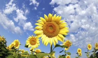 5朵向日葵花语是什么 5朵向日葵花语介绍