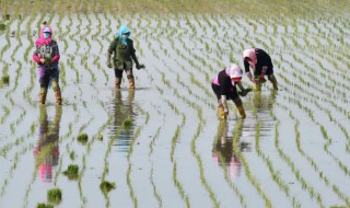 南方插秧一般在几月份 南方插秧的时间