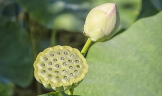莲蓬的花语 莲蓬的花语介绍