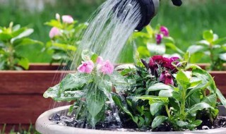 浇透水是什么意思 浇透水怎么理解