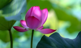 睡莲一年四季都可以种吗 睡莲什么时候都能种植吗