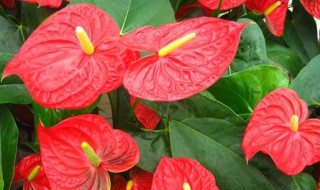 红掌的习性 红掌的生活习性