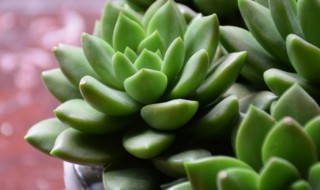 多肉修根后晾几天 多肉修根后晾晒的最佳时间