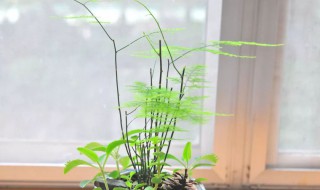 文竹的寓意和象征 文竹的寓意和象征介绍