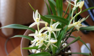 大惠兰花的寓意和象征 大惠兰花的寓意介绍