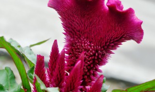 鸡冠花几月开花 鸡冠花的开花时间