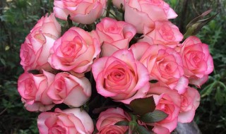 月季艾莎一年开几次花 月季艾莎一年开花的次数