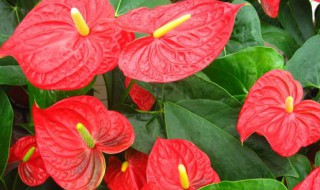 红掌能水培吗 红掌可不可以水培呢