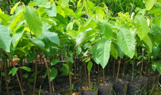 释迦树苗要种几年长果 释迦树苗长果子需要多长时间