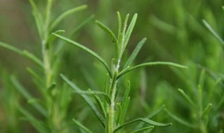 天香草长什么样子 天香草的形状