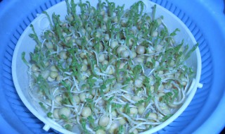 无土栽培豌豆苗的步骤 怎么无土栽培豌豆苗