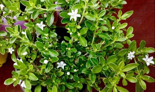 六月雪不开花什么原因 六月雪不开花有什么原因